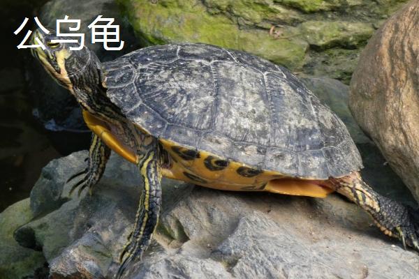 乌龟公母怎么区分，公乌龟的腹甲呈凹陷状