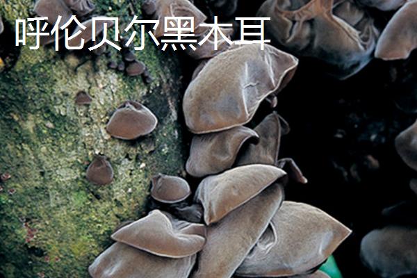 扎兰屯市的特产，扎兰屯沙果远近闻名