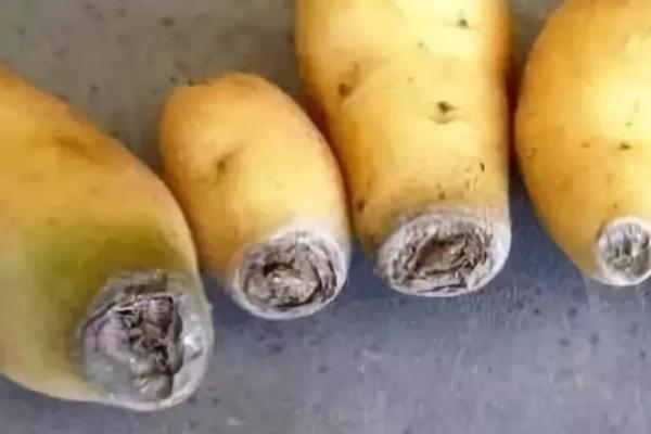 马铃薯为什么会腐烂，根块过大是重要原因