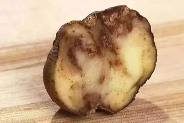 马铃薯为什么会腐烂，根块过大是重要原因