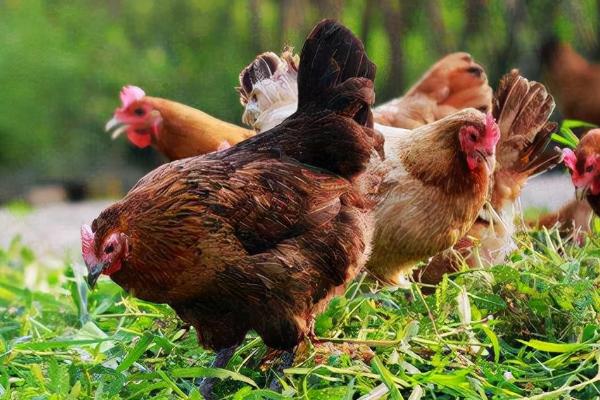 如何治疗鸡传染性鼻炎，发病时会排出绿色粪便