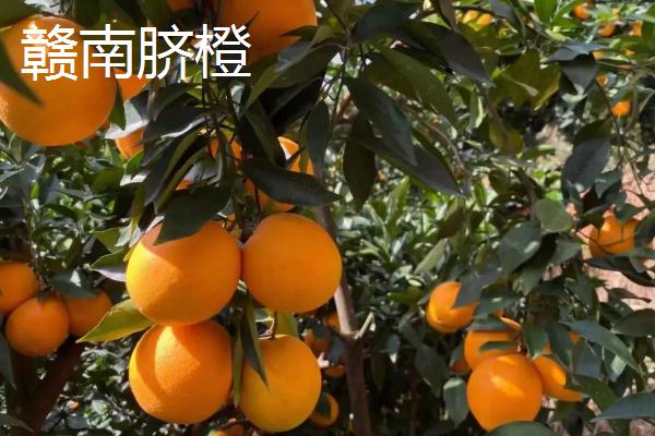 江西赣州市的特产，赣南脐橙成为赣州名片