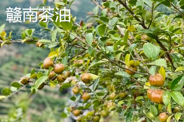 江西赣州市的特产，赣南脐橙成为赣州名片