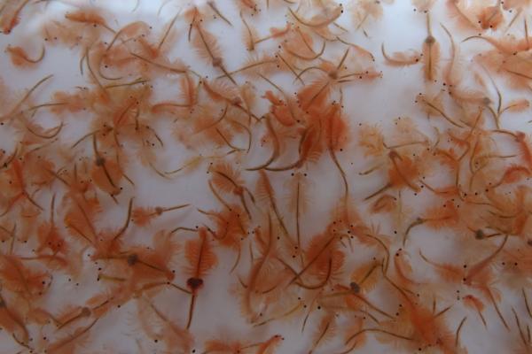 丰年虾介绍，可在高盐度的环境中生存