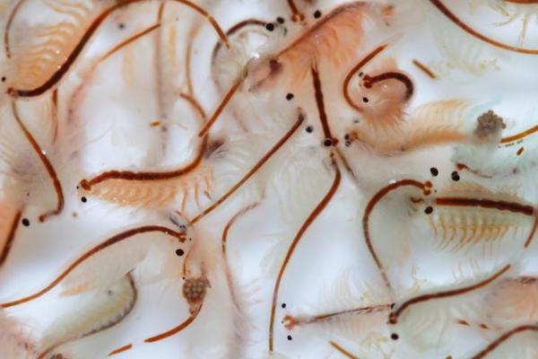 丰年虾介绍，可在高盐度的环境中生存