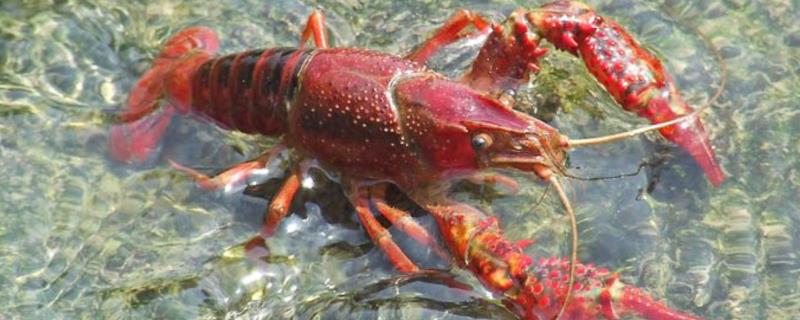 克氏原螯虾的产地，原产于美国现已被广泛养殖