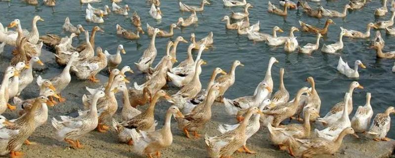 养鸭常见疾病的防治方法，高温季节需注意勤换水