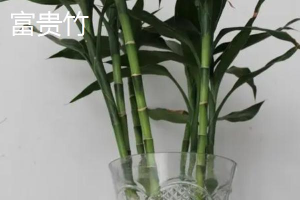 客厅适合放什么植物，蓬莱松适于盆栽观赏