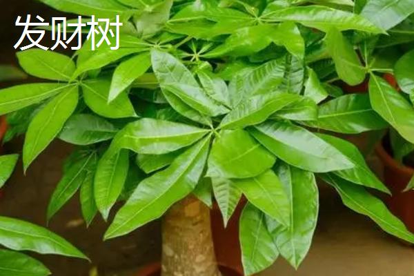 客厅适合放什么植物，蓬莱松适于盆栽观赏