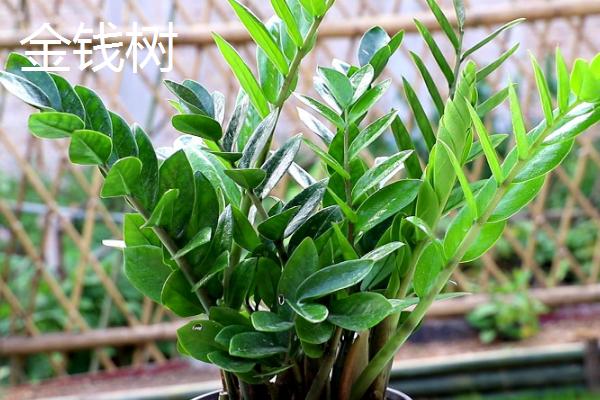 客厅适合放什么植物，蓬莱松适于盆栽观赏
