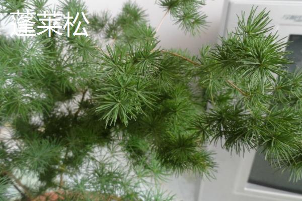 客厅适合放什么植物，蓬莱松适于盆栽观赏