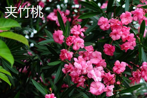 客厅适合放什么植物，蓬莱松适于盆栽观赏