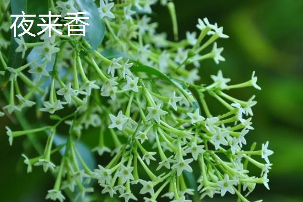 客厅适合放什么植物，蓬莱松适于盆栽观赏