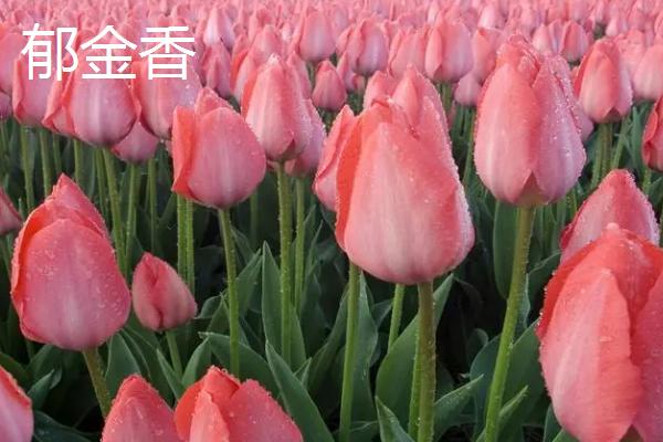 客厅适合放什么植物，蓬莱松适于盆栽观赏