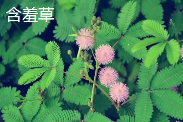客厅适合放什么植物，蓬莱松适于盆栽观赏