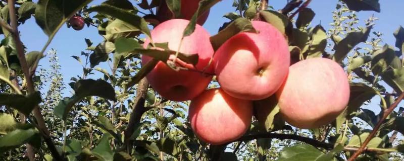 农村种植项目适合选什么，红富士苹果具有可观前景