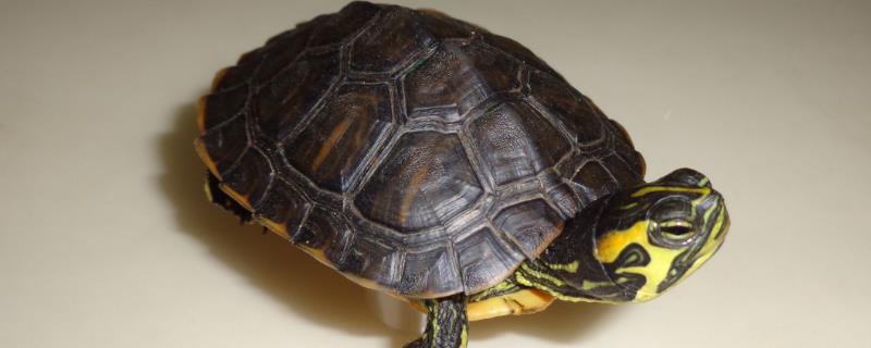 黄腹滑龟是不是深水龟，饲养期间需要较深水位