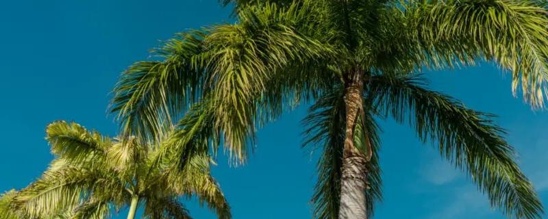 棕榈树的种植技术，需从壮年树上采种