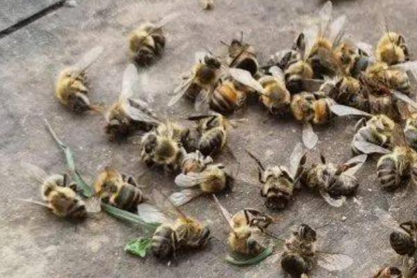 蜜蜂越冬死亡的原因，越冬是蜜蜂生存最大的考验