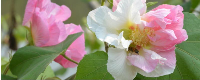 芙蓉花的花语是什么，花语是平凡中的高洁