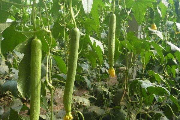 农村露地种植丝瓜如何高产，适时追肥可增加产量