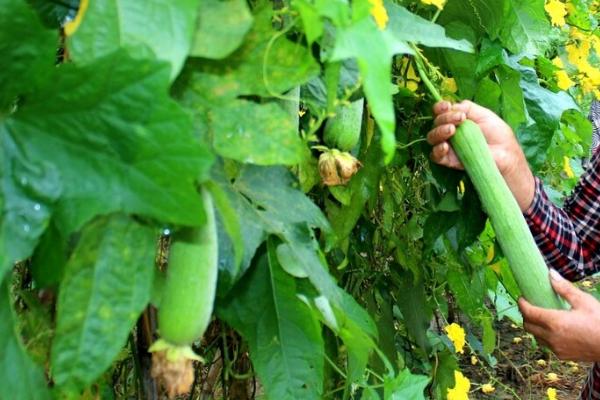 农村露地种植丝瓜如何高产，适时追肥可增加产量