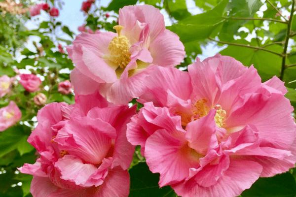 芙蓉花的花语是什么，花语是平凡中的高洁