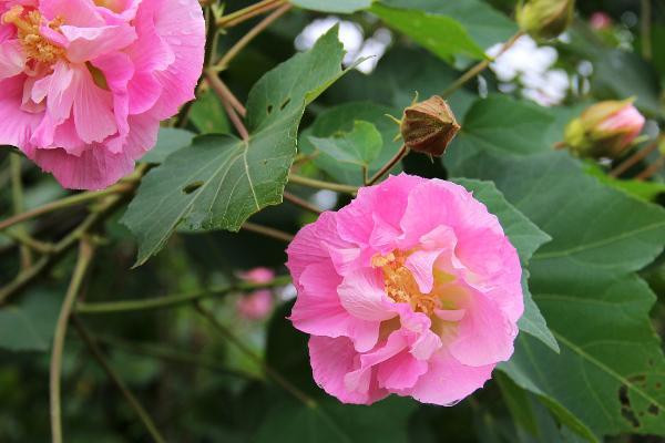 芙蓉花的花语是什么，花语是平凡中的高洁