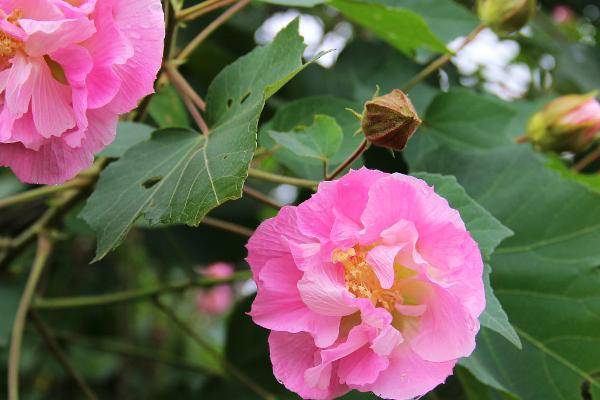 芙蓉花的花语是什么，花语是平凡中的高洁