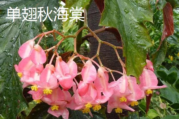 秋海棠有哪些品种，包括单翅秋海棠及中华秋海棠等类型