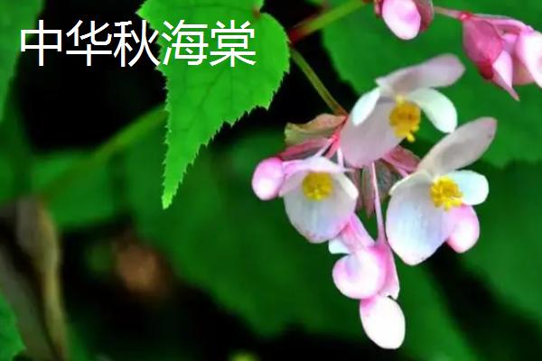 秋海棠有哪些品种，包括单翅秋海棠及中华秋海棠等类型