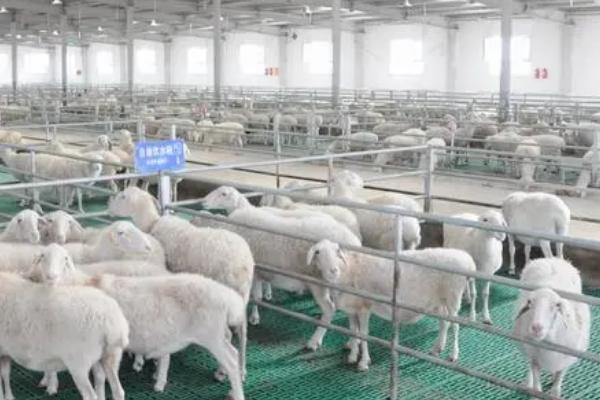 湖羊的养殖技术，品种优良程度直接决定生长能力和品质