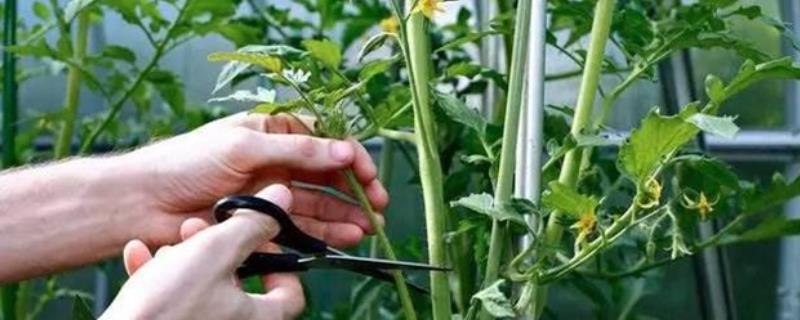西红柿苗怎么打枝，第一花序坐果后可摘除第一个侧枝