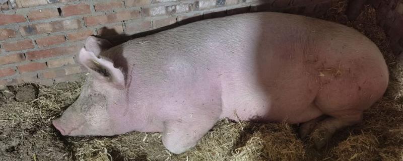 母猪产仔严重喘气如何处理，拌料使用呼必宁可消除症状