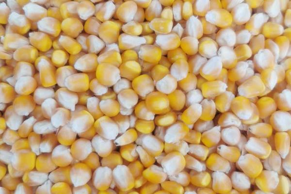 玉米种子翌年能不能用，保存完好可继续种植