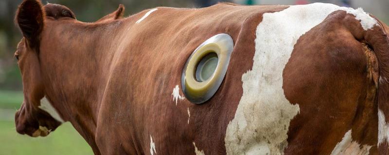 在牛身上打洞的原因，主要是为了防止出现胃肠道疾病