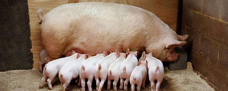 母猪正常一胎生几只，通常可产下10-14只幼仔