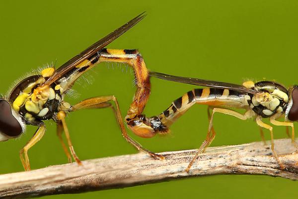 蜻蜓如何交配，雌虫和雄虫会交尾授精