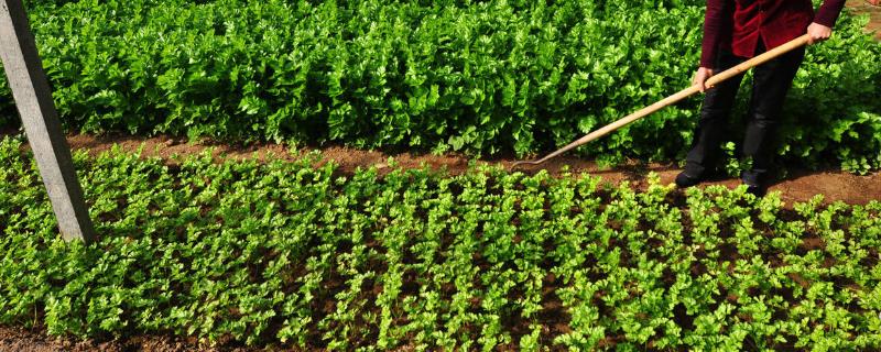 大棚蔬菜冬季施肥注意事项，建议有机肥和无机肥相结合