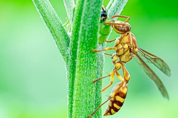 细腰蜂吃不吃蜘蛛，常捕食鳞翅目昆虫的幼虫