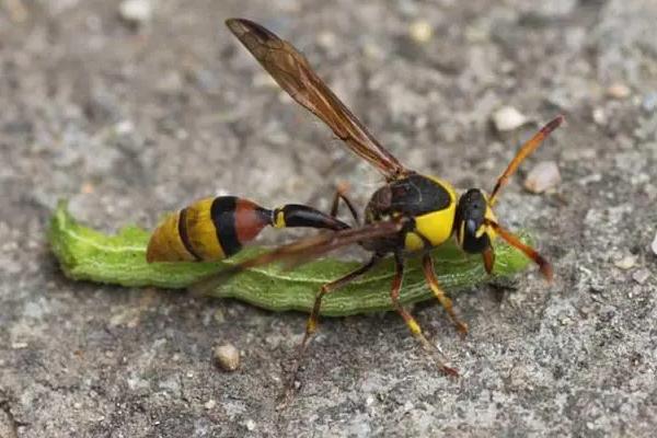 细腰蜂吃不吃蜘蛛，常捕食鳞翅目昆虫的幼虫