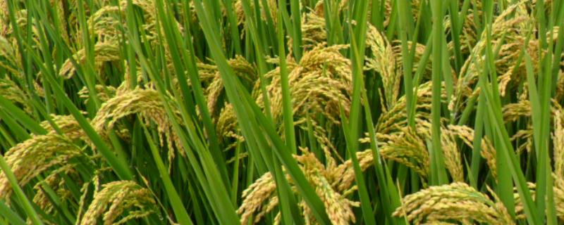 好吃的粳稻品种，申优26符合国标一级优质米标准