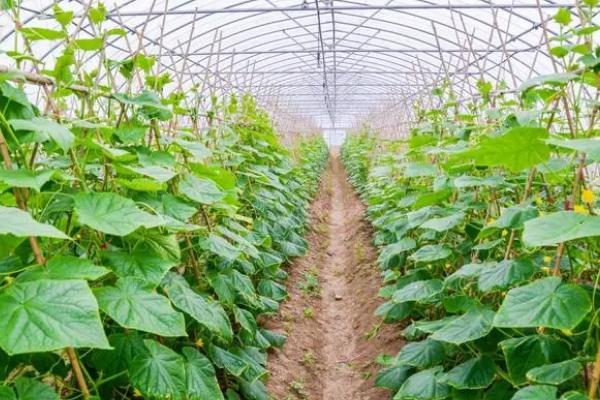 冷棚种植项目推荐，常适用于北方地区