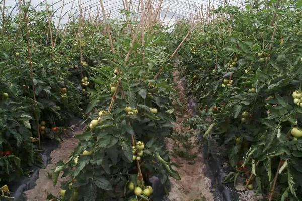 冷棚种植项目推荐，常适用于北方地区