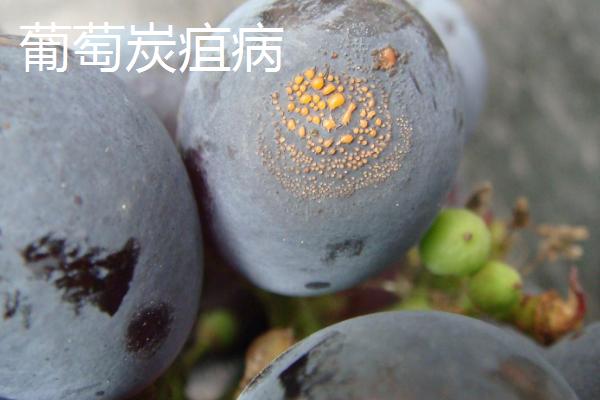 葡萄病虫害防治技术，不同病害的为害部位不同