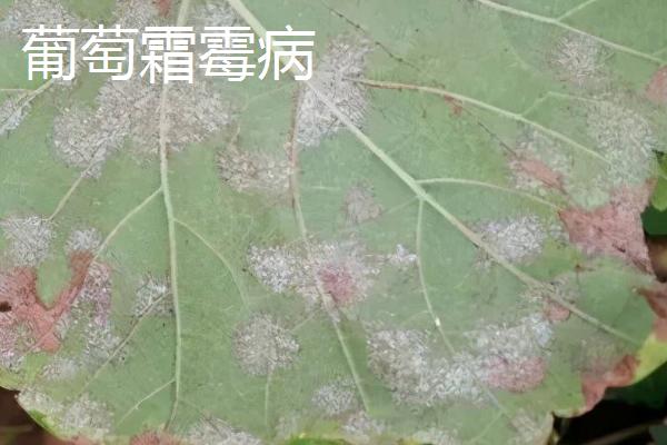 葡萄病虫害防治技术，不同病害的为害部位不同