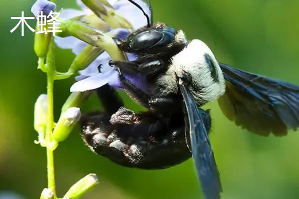什么黑蜂比虎头蜂还大，可能是熊蜂、木蜂或竹蜂