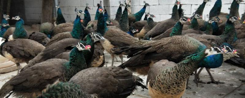 孔雀养殖的消毒方法，种类消毒剂应交替使用