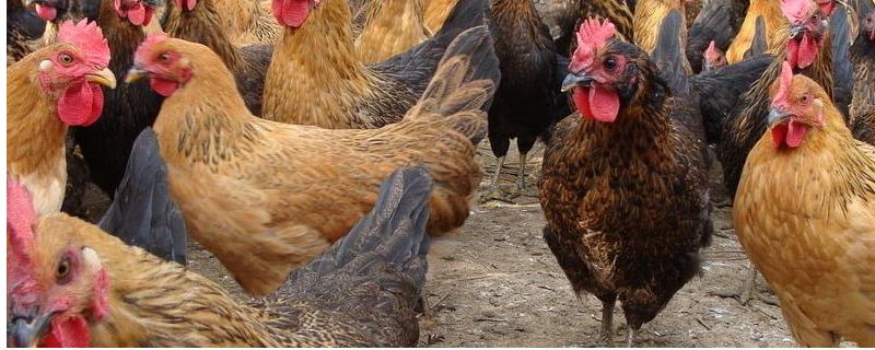 禽类呼吸疾病能否从外表看出来，患病鸡会出现咳嗽、打鼾等症状