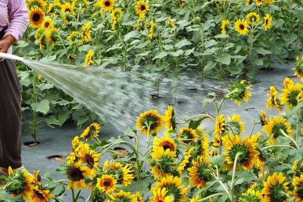 如何避免向日葵出现空籽，人工授粉可提高结实率